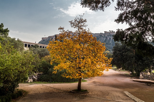 Read more about the article The Beauty of Athens in Fall
